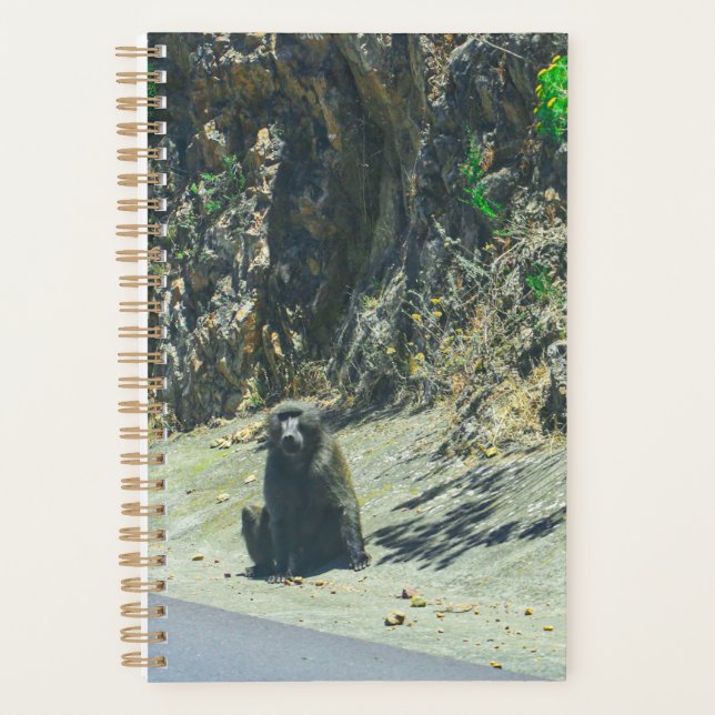 Baboon animal sauvage Animaux (Devant)