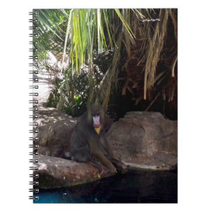 Baboon Au Paradis, Carnet