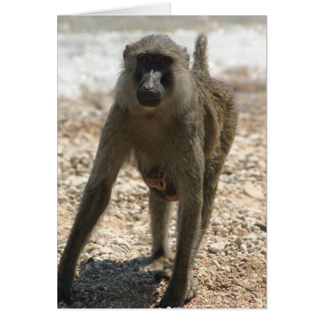 Baboon et bébé (Devant)