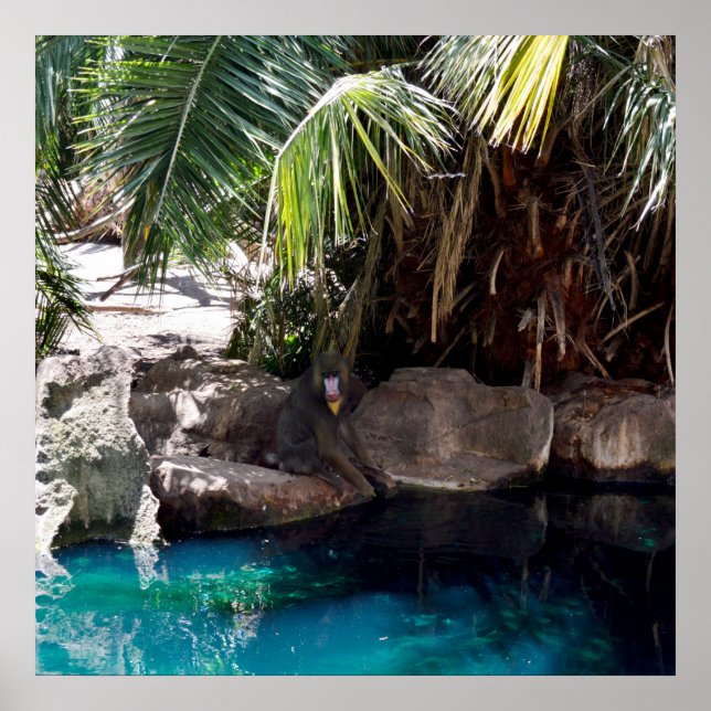 Baboon In Paradise, Poster (Devant)