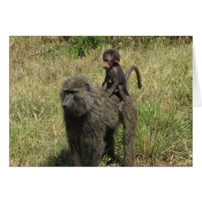 Baboon mère et bébé (Devant horizontal)