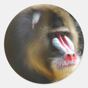 Baboon Sticker