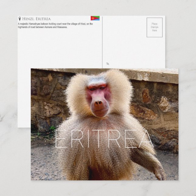 Babouin à Hinzi, Érythrée Carte postale de voyage (Devant / Derrière)