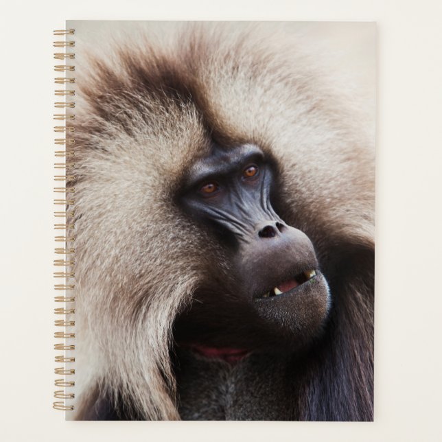 Babouin gelada, Éthiopie (Devant)