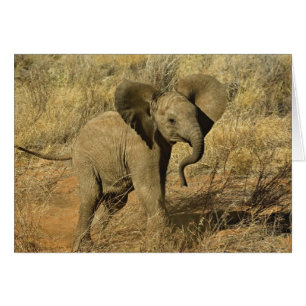 Baby African Elephant, Loxodonta Africana,