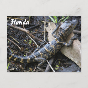 Baby Alligator en Floride carte postale