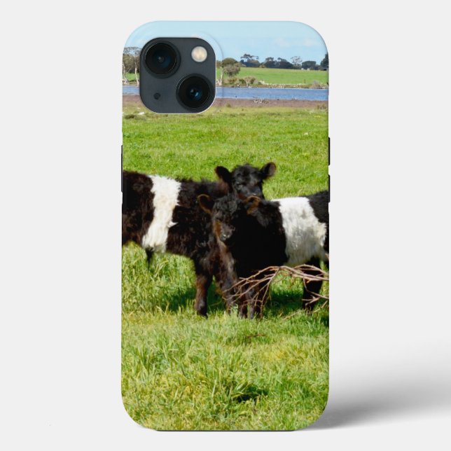 Baby Belted Galloway Calves, iPhone 13 Coque (Verso)