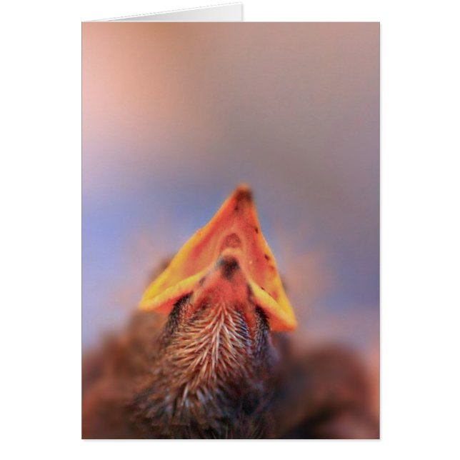 Baby Bird 2 (Devant)