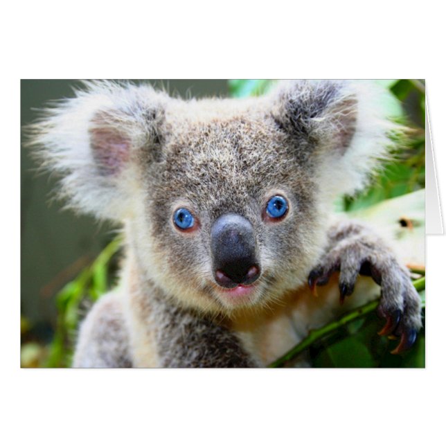 "Baby Blues" Koala (Devant Horizontal)