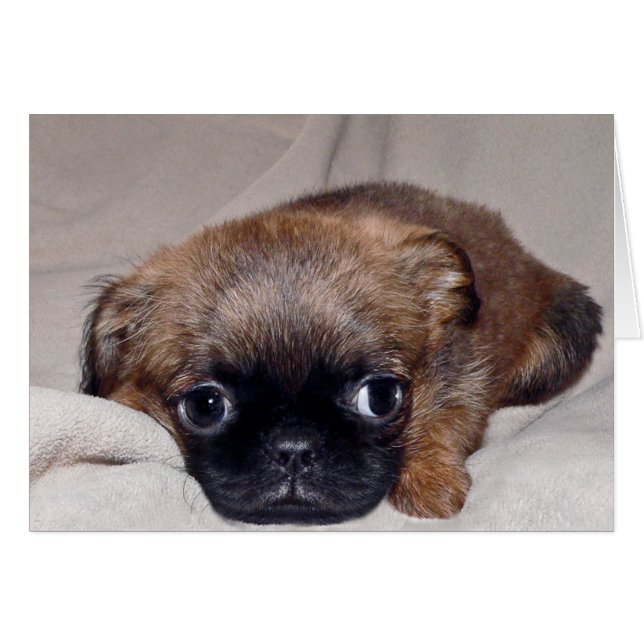 Baby Brussels Griffon (Devant horizontal)