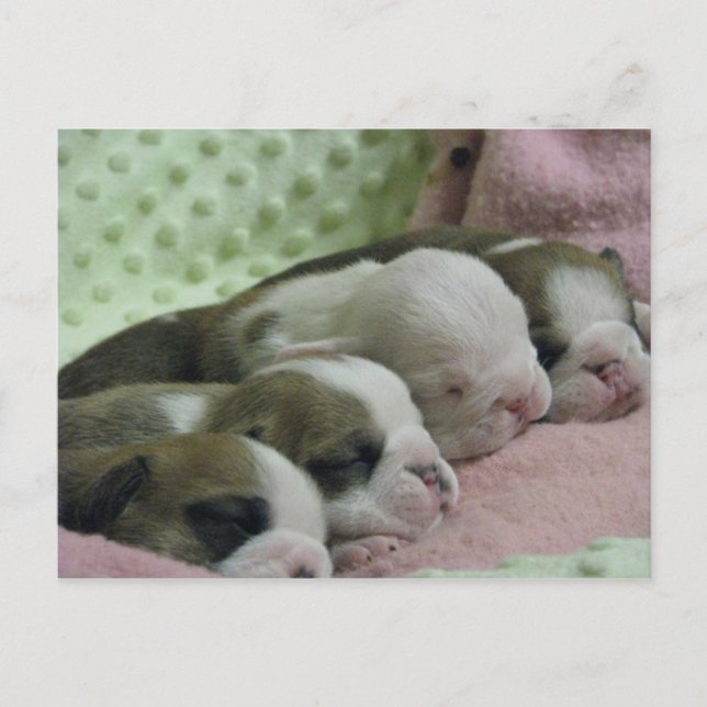 Baby bulldogs Carte postale (Devant)