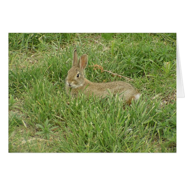 Baby Bunny Sentry (Devant horizontal)
