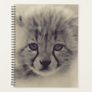 Baby Cheetah