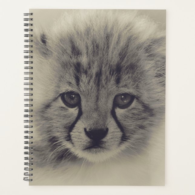 Baby Cheetah (Devant)