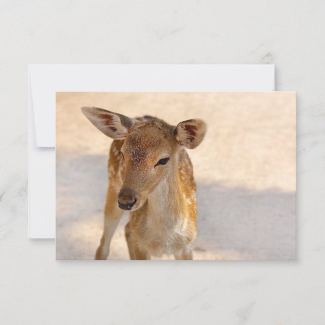 Baby Deer (Devant)