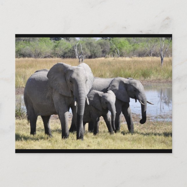Baby Elephant et carte postale familiale (Devant)