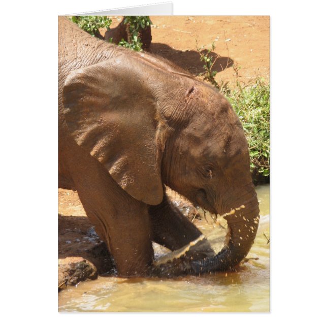 Baby Elephant Jouer dans l'étang (Devant)