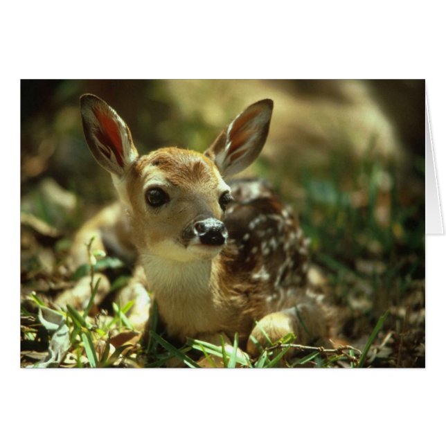 Baby Fawn (Devant Horizontal)