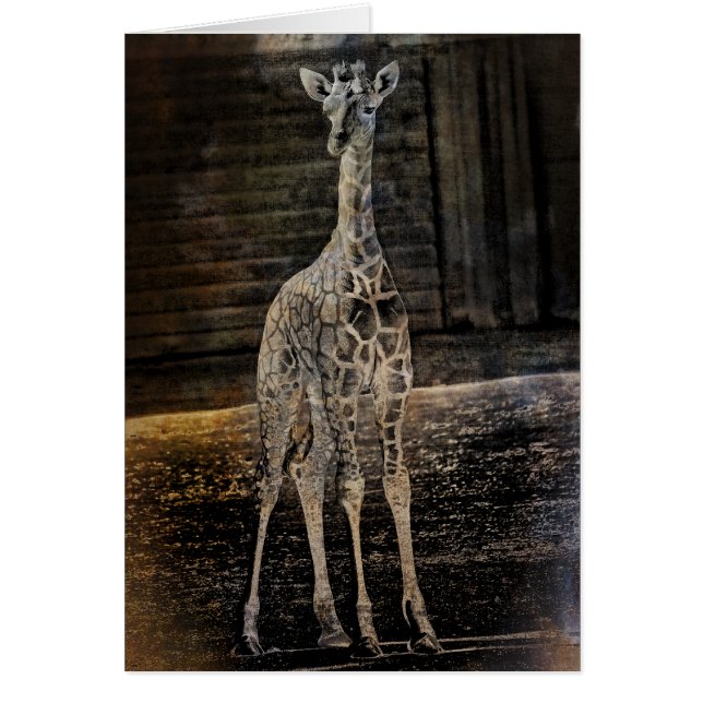 Baby Giraffe (Devant)