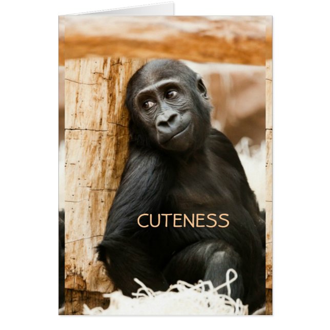 Baby gorilla (Devant)