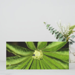 Baby Palm Plante par Shirley Taylor