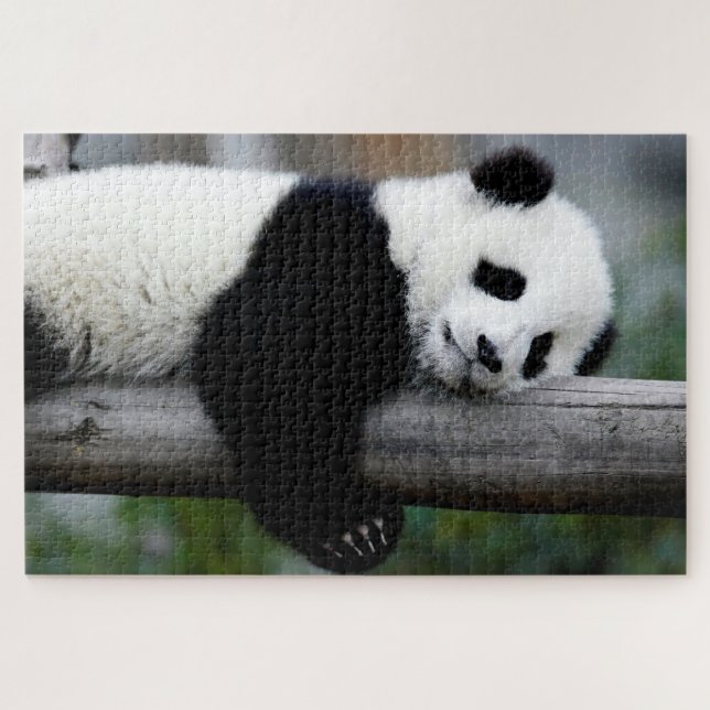 Baby Panda dormant sur un arbre, Jigsaw Puzzle (Horizontal)