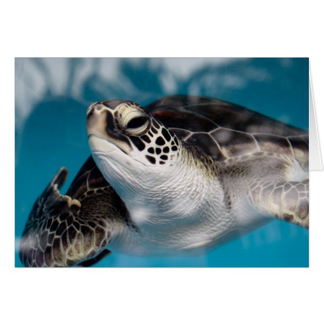 Baby sea Turtle (Devant horizontal)