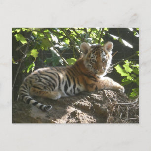 Baby Tiger dans le soleil do-it-yourself carte pos