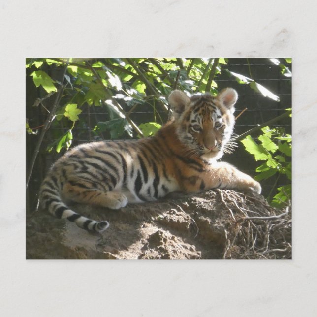 Baby Tiger dans le soleil do-it-yourself carte pos (Devant)