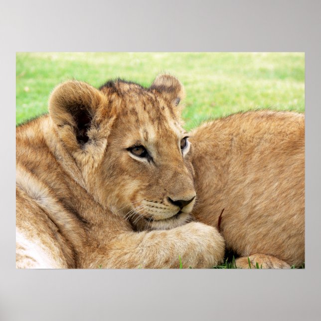 Baby Tiger poster (Devant)