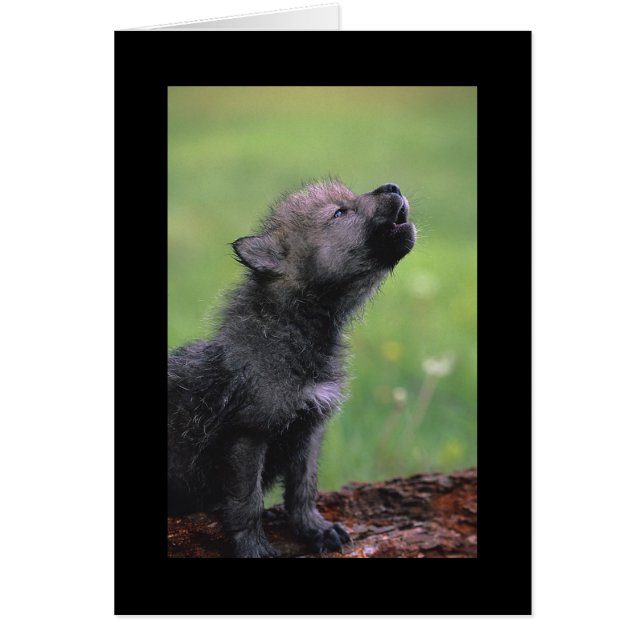 Baby Wolf Howls (Devant)