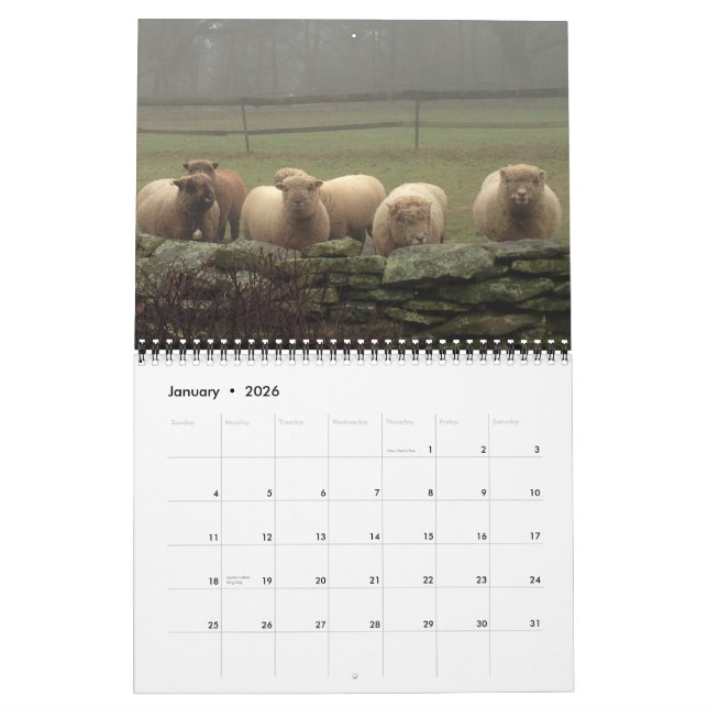 Babydoll Southdown Sheep 2015 Calendrier NABSSAR (Jan 2026)