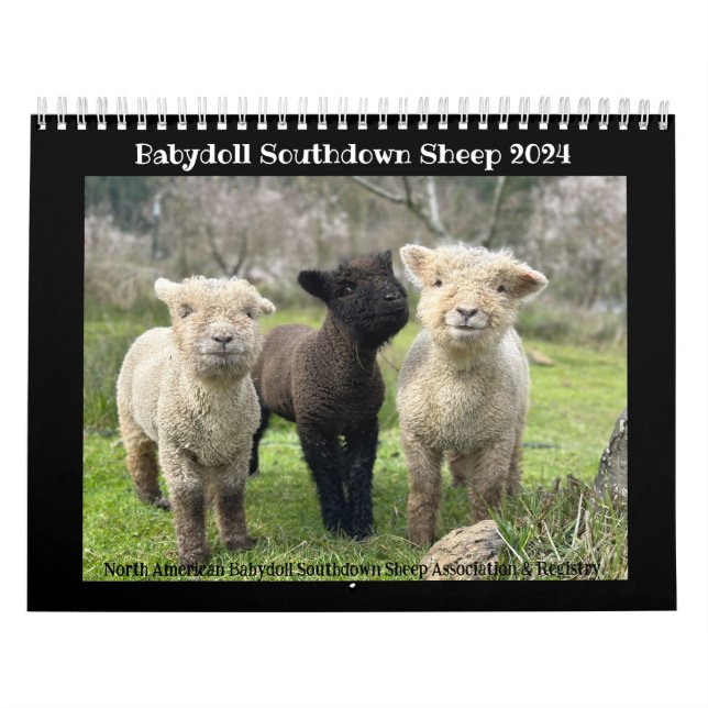 Babydoll Southdown Sheep 2024 Calendrier NABSSAR (Protection)