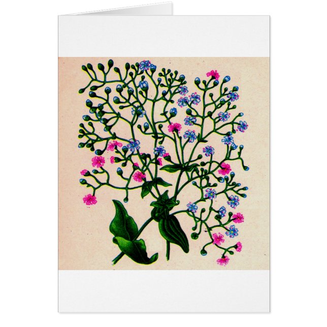 baby's breath gypsophila (Devant)