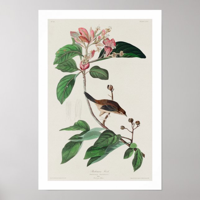 Bachman's Finch par Audubon Poster (Devant)