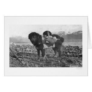 Backpacking Dog Seward, Alaska 1911