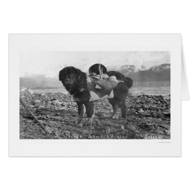 Backpacking Dog Seward, Alaska 1911 (Devant horizontal)