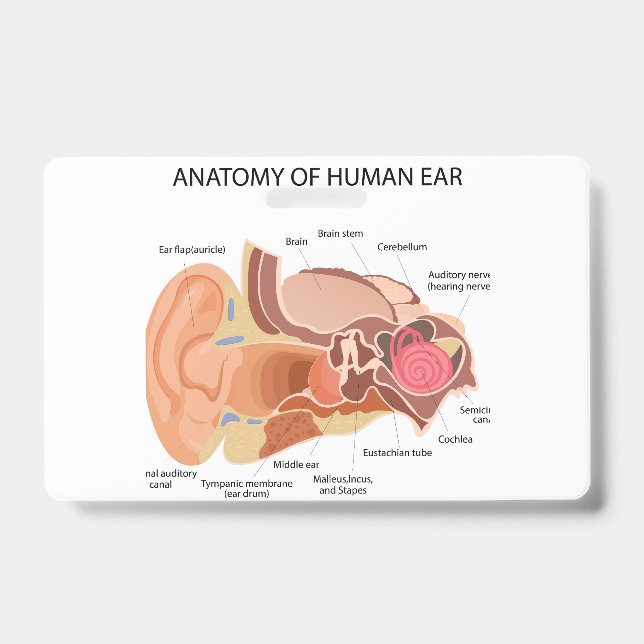 Badge Anatomie des oreilles humaines (Avant)