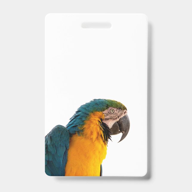 Badge Ara bleu perroquet  (Avant)
