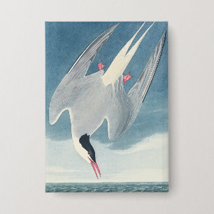 Badge Art côtier vintage de la sterne arctique d'Audubon