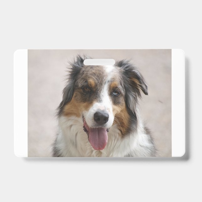 Badge berger australien merle (Avant)