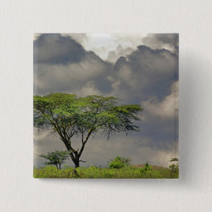 Badge Carré 5 Cm Acacia tortilis, Acacia tortilis, et 2
