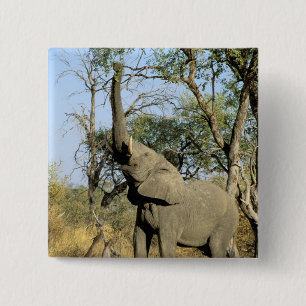 Badge Carré 5 Cm Afrique, Botswana, Delta de l'Okavango. Africain 2