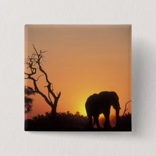 Badge Carré 5 Cm Afrique, Botswana, Parc national de Chobe, Coucher