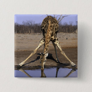 Badge Carré 5 Cm Afrique, Botswana, Parc national de Chobe, Girafe