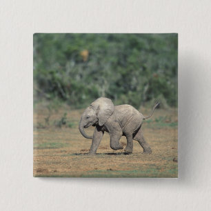 Badge Carré 5 Cm Afrique du Sud, Parc national d'Addo Elephant. Béb