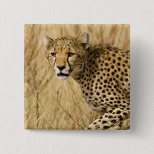 Badge Carré 5 Cm Afrique. Kenya. Guépard au parc national de Sambur