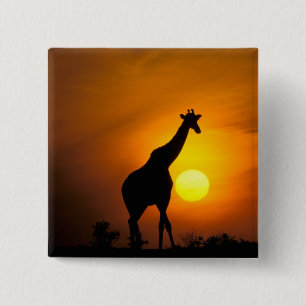 Badge Carré 5 Cm Afrique, Kenya, Masai Mara. Girafe (Giraffa