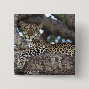 Badge Carré 5 Cm Afrique. Kenya. Masaï Mara. Leopard (Panthera)