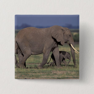 Badge Carré 5 Cm Afrique, Kenya, Parc national d'Amboseli. Africain